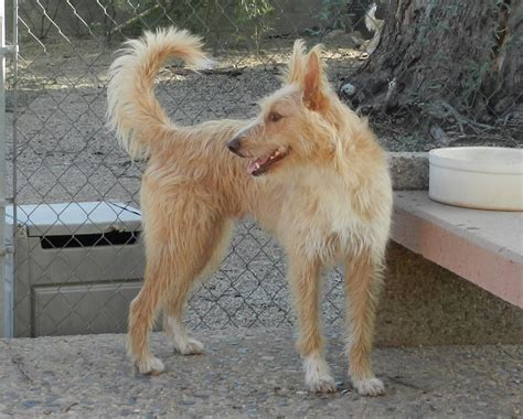 podenco portugues venta|More.